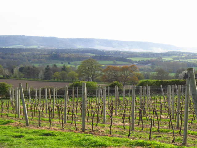 Le champagne Taittinger s&rsquo;installe dans le Kent, les vins britanniques montent en puissance