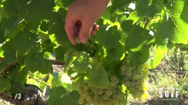 [TRAILER] 20210825_RENCONTRE_DomaineDesTerisses_Mauzac_V2.mp4.smil