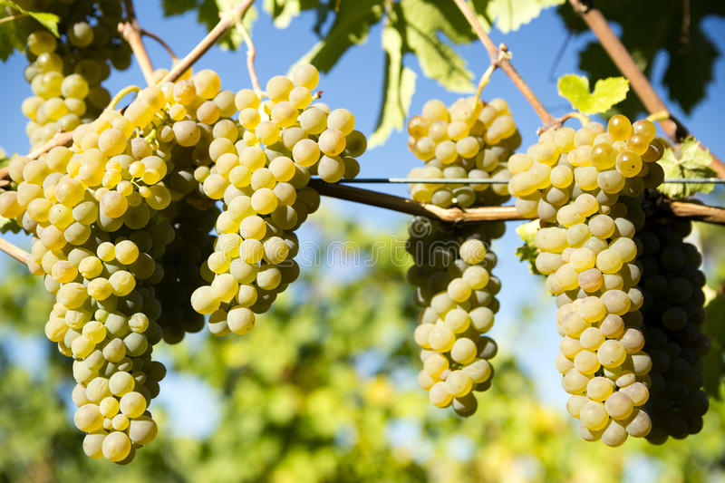 [TRAILER] 20201028_DEGUSTATION_AG_CotesDuRhone2019_Viogniers_V2.mp4.smil