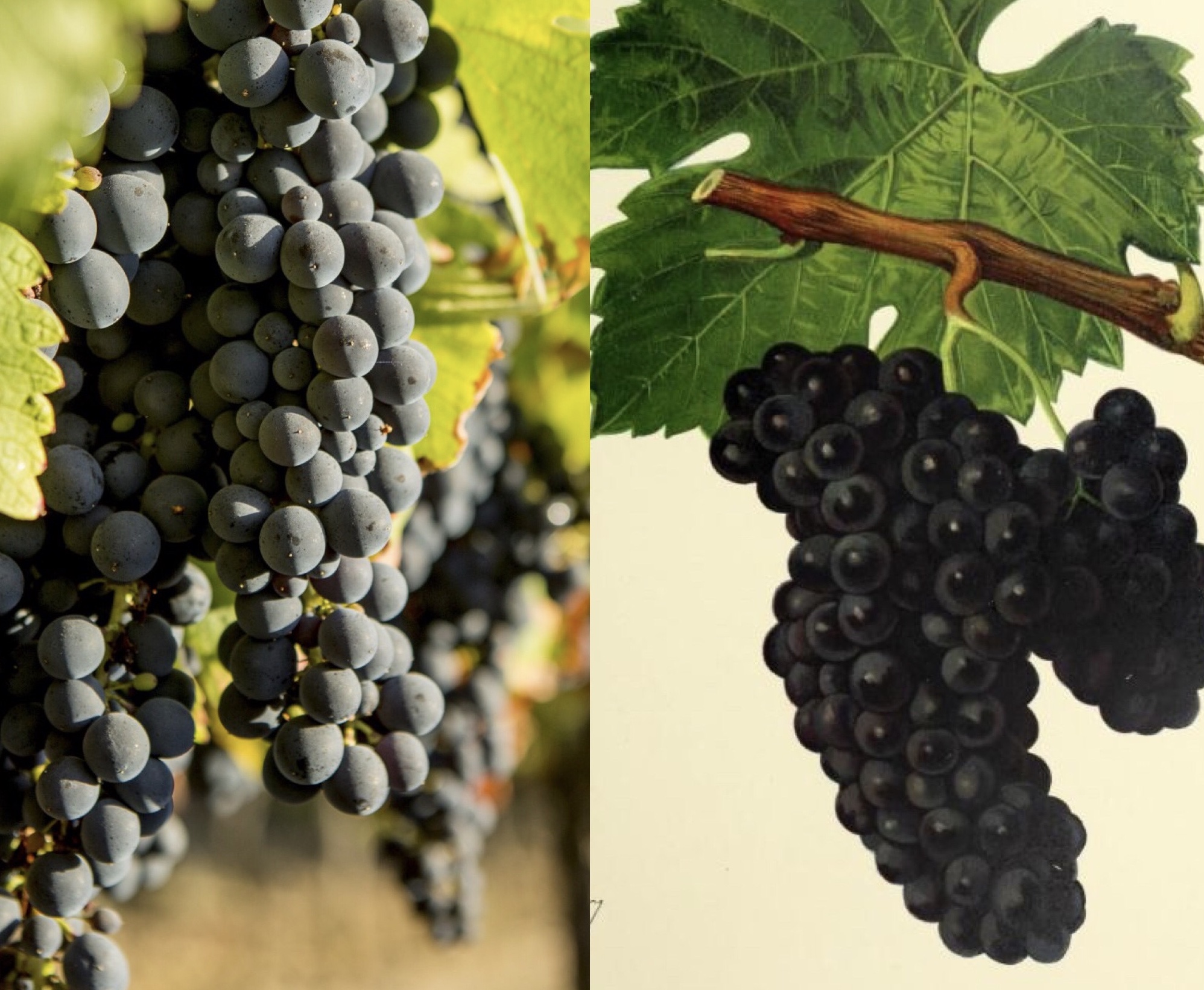 [COMPLET] 20211016_RENCONTRE_NP_DomaineRoc_Negrette_Vigne.mp4.smil