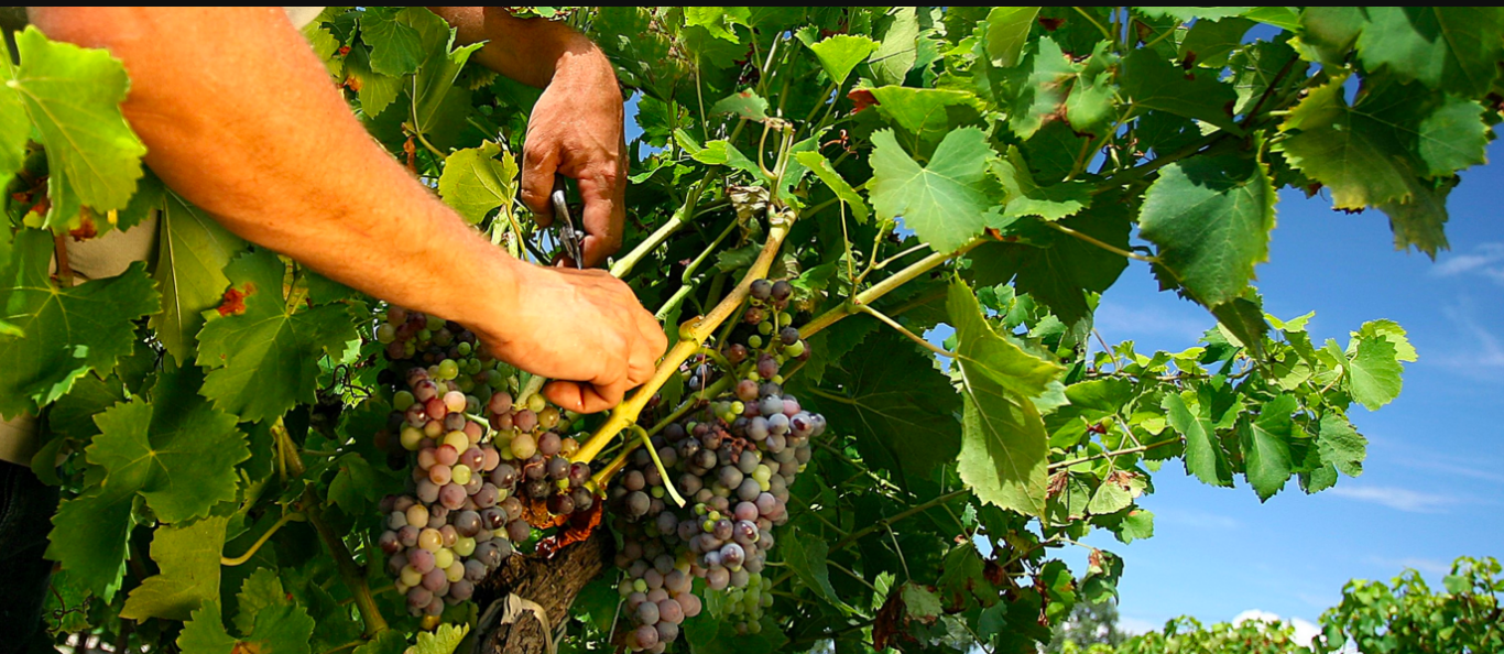Comment expliquer la « starisation » des vignerons ?