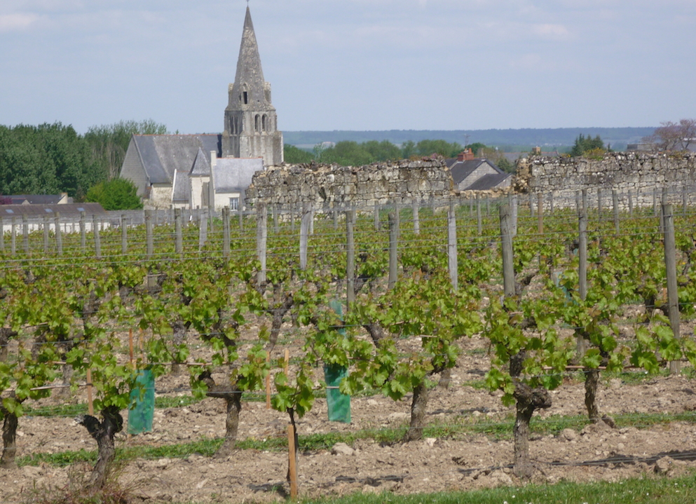 Martin Bouygues s&rsquo;offre le Clos Rougeard, bad news pour les fans de la star du Saumur-Champigny
