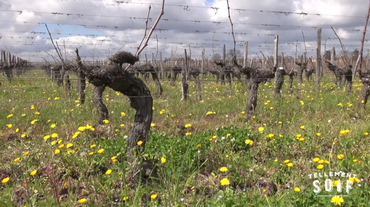 [TRAILER] 20210316_DEGUSTATION_AG_GrandCorbinDespagne_Terroir_2.mp4.smil