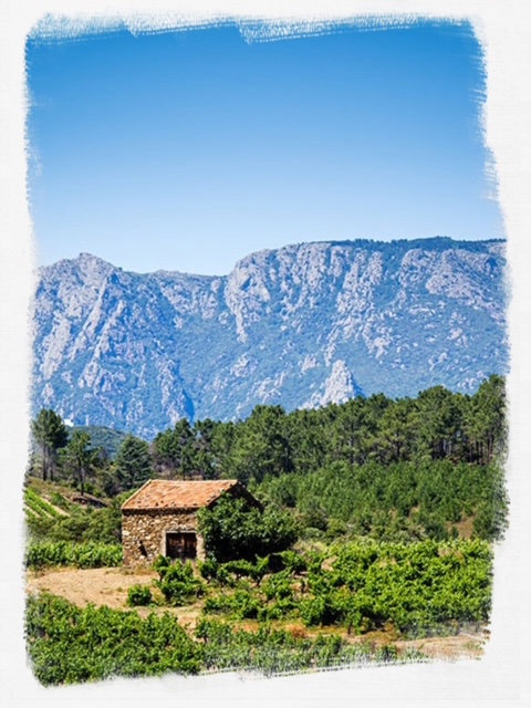Languedoc :  fragile stabilité des ventes grâce aux blancs et effervescents