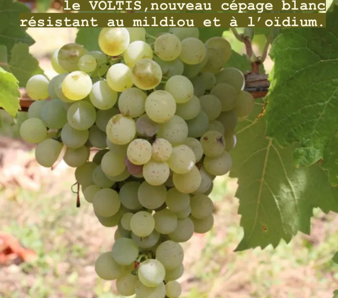 Adaptations aux changements climatiques en Champagne, fait-on les bons choix ?