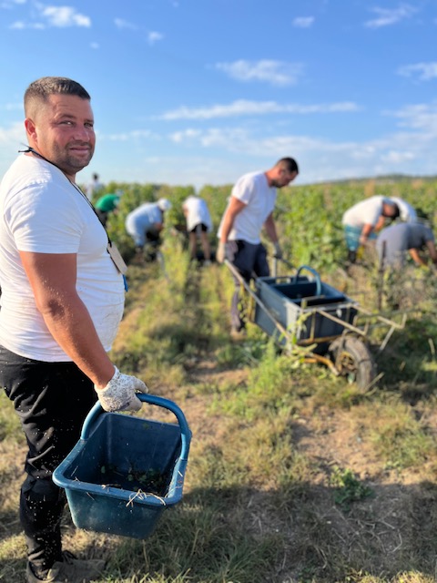 Les vendanges champenoises en questions