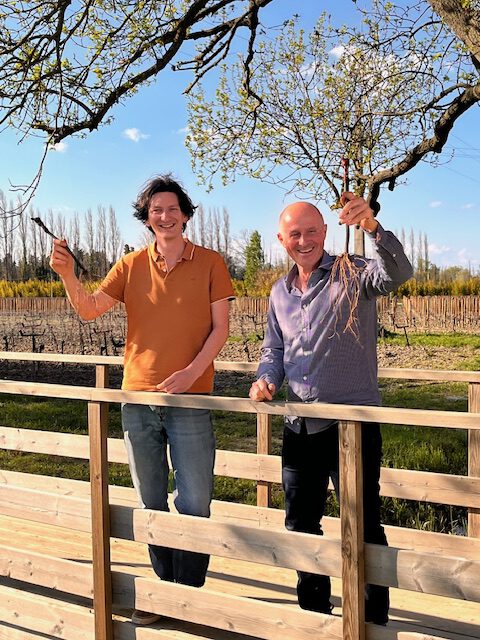 L&rsquo;effort des vignes issues de sélections massales est-il payant ?