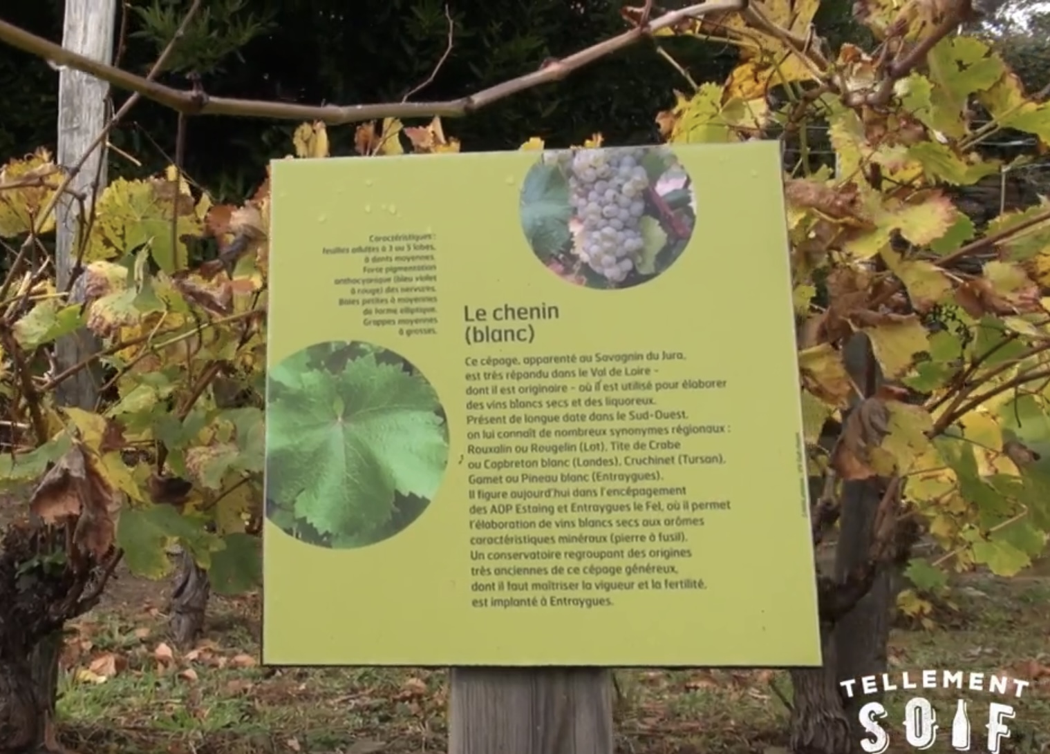 [COMPLET] 20211030_RENCONTRE_AG_LaurentMousset_Chenin.mp4.smil