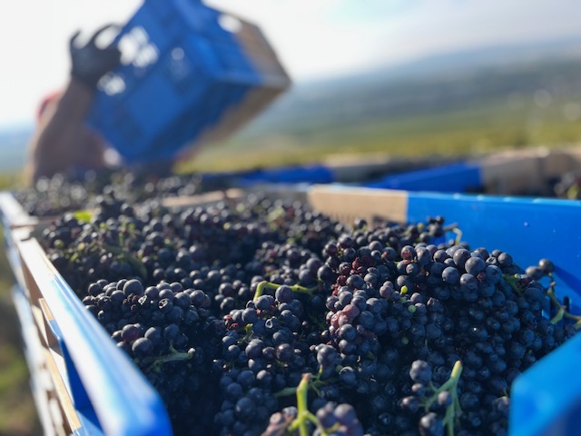 Champagne : l&rsquo;impact du changement climatique dans votre verre