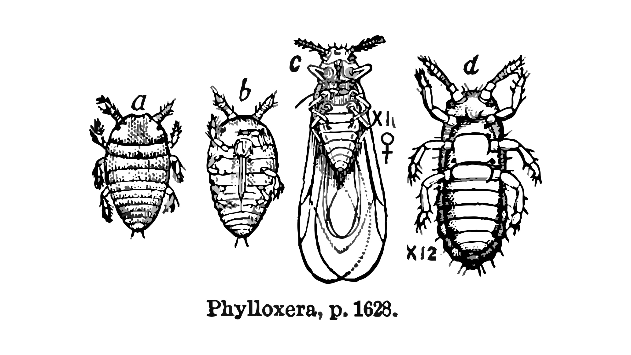 [TRAILER] 20220620_RENCONTRE_AG_OlivierBourdet_Pees_1_ConservatoireDesVignes_2_Phylloxera.mp4.smil