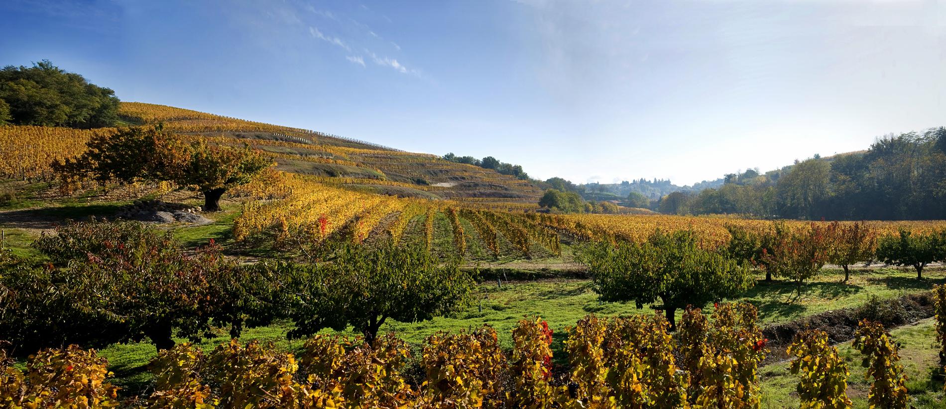 [TRAILER] 202000312_REPORTAGE_AG_ON_Crozes_Hermitage_CoupsDeCoeurBlancs.mp4.smil