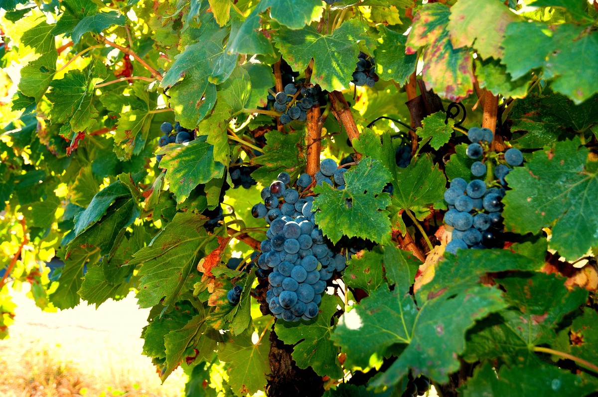 Elles courent, elles courent, les vendanges 2017