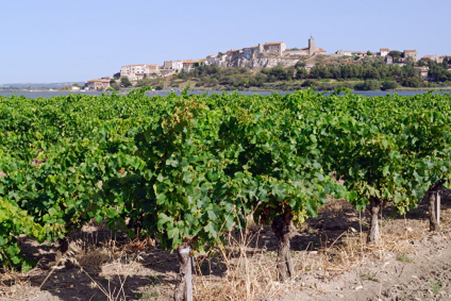 [TRAILER] 20200410_EDITO_AG_Languedoc.mp4.smil