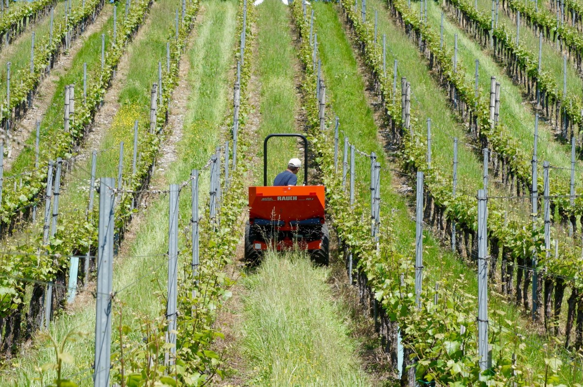 Faut-il dire Vigneron ou Viticulteur ?