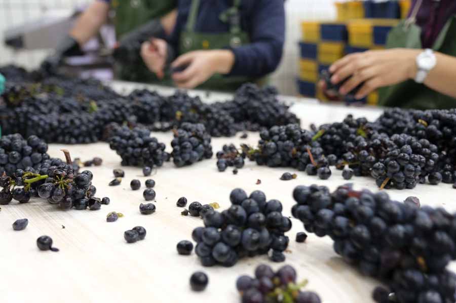 Hospices de Beaune : « Non, tout n&rsquo;est pas dilué en 2017 ! »