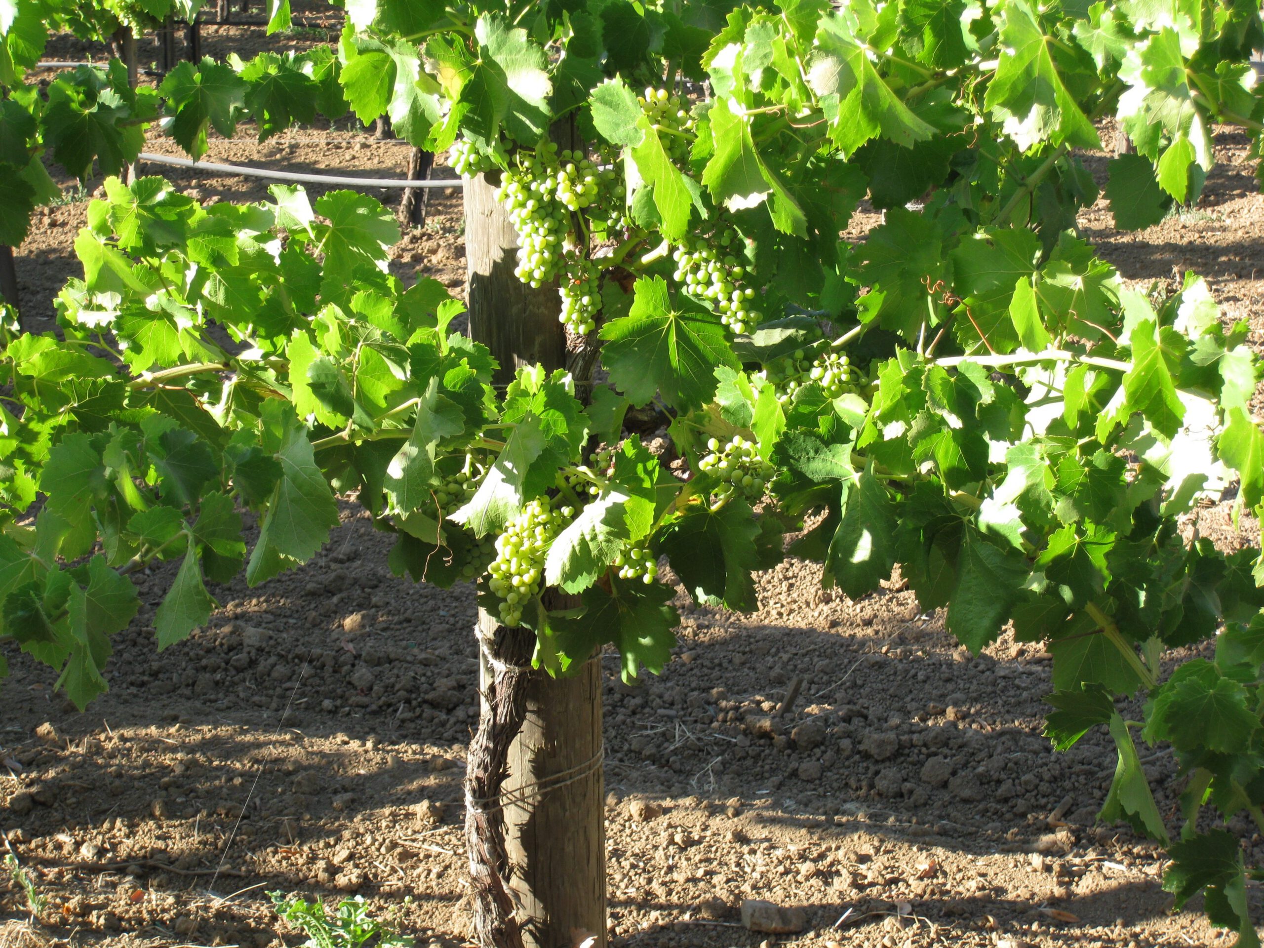Comment définir la biodynamie ?