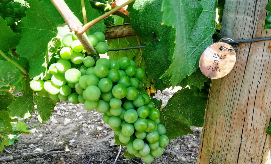 Adopter une vigne pour sa propre  Cuvée Privée