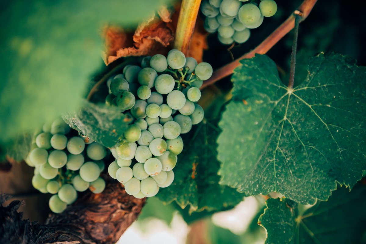 Vin nature : à quand un vrai label ?