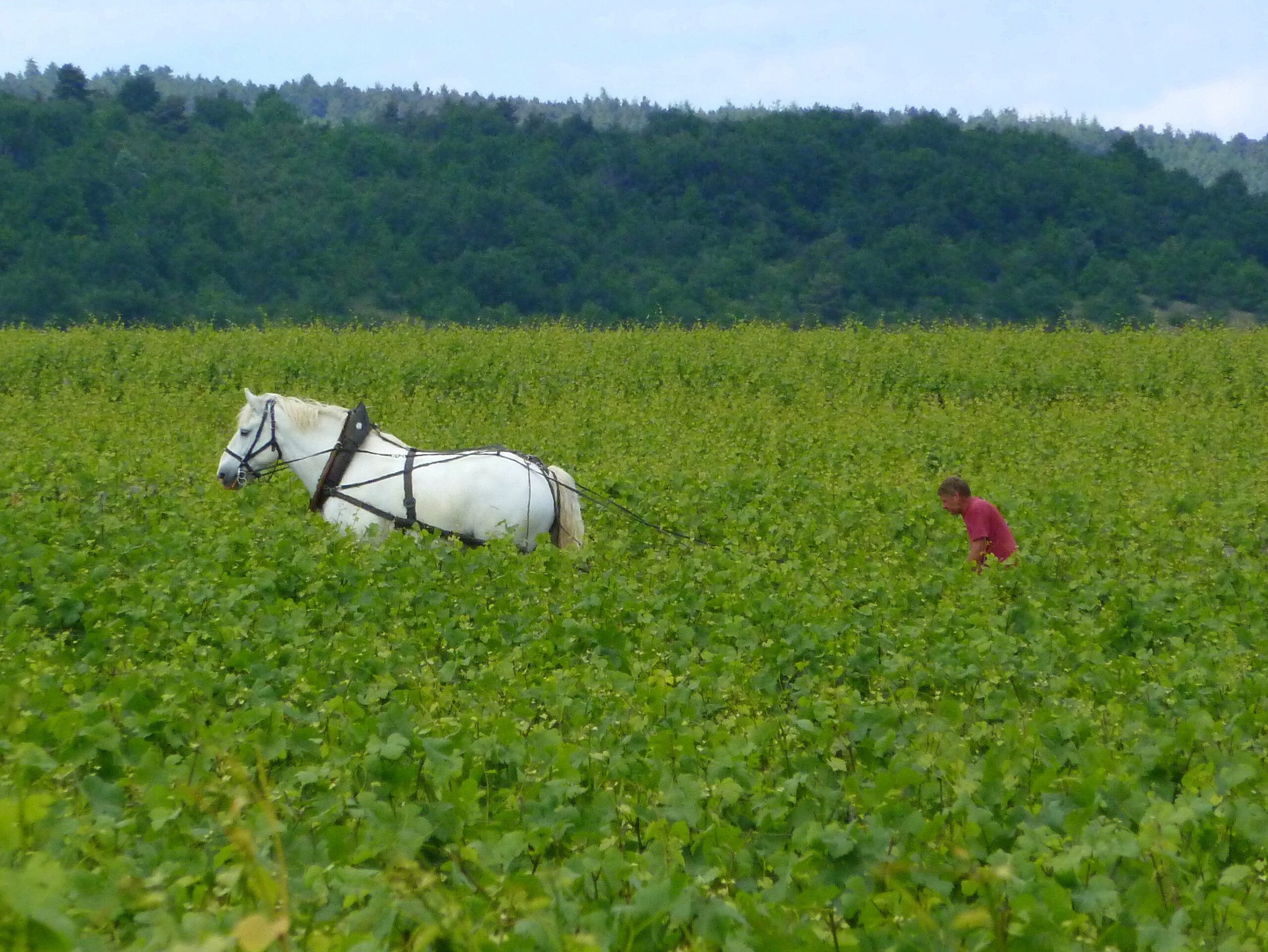 [COMPLET] 20170531_EDITO_AG_Chevaux.mp4.smil