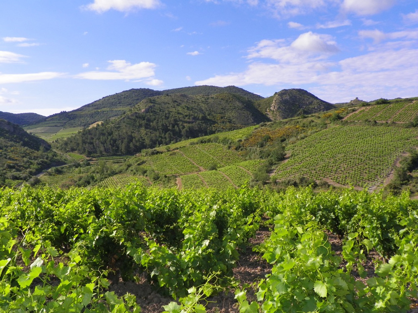 À quoi ressemblent les languedoc de 2016 ?