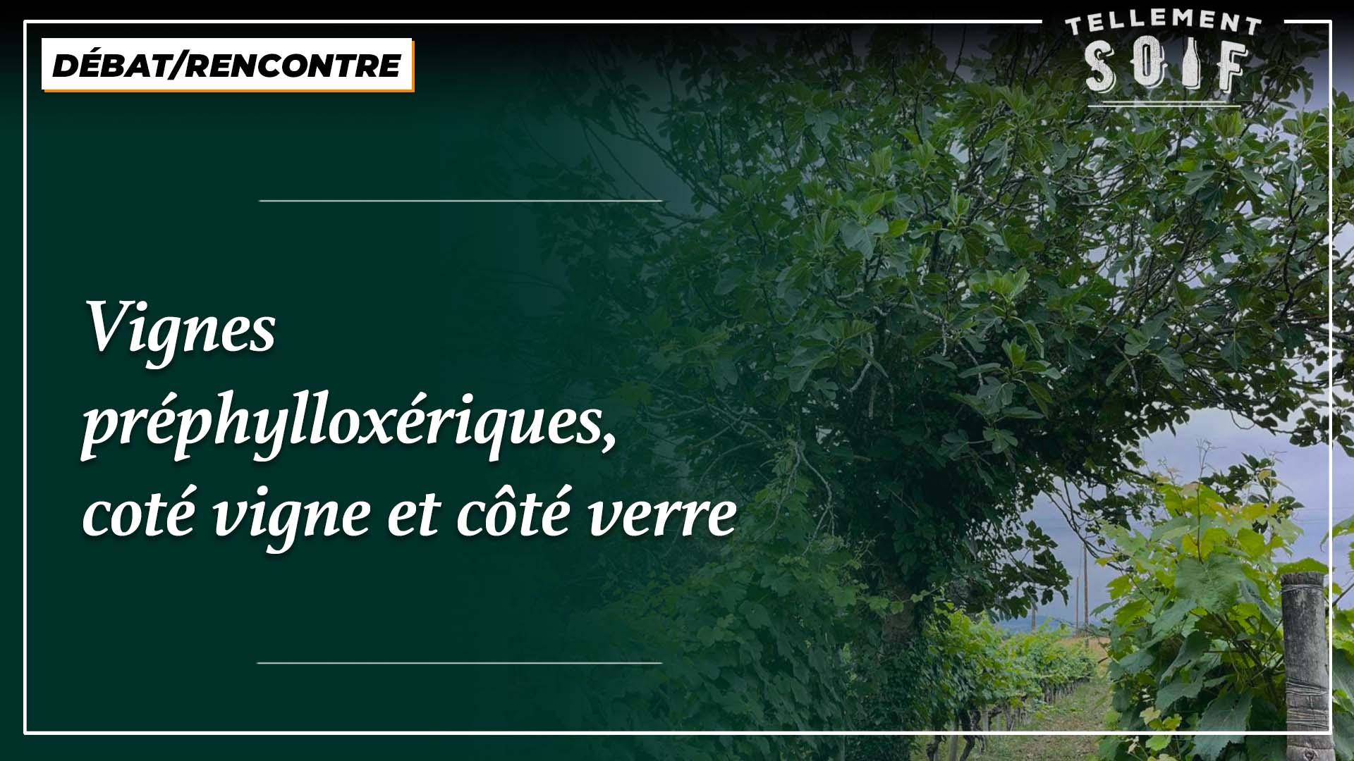 [COMPLET] 20220620_RENCONTRE_AG_OlivierBourdet_Pees_3_Degustation_4_VignesPrephylloxeriques.mp4.smil