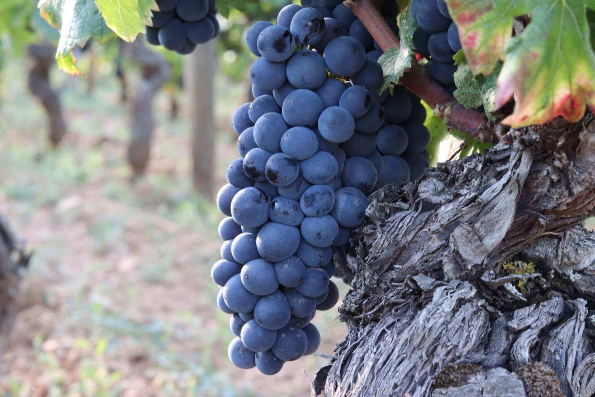 Le Pinot noir peut-il s&rsquo;exporter ?