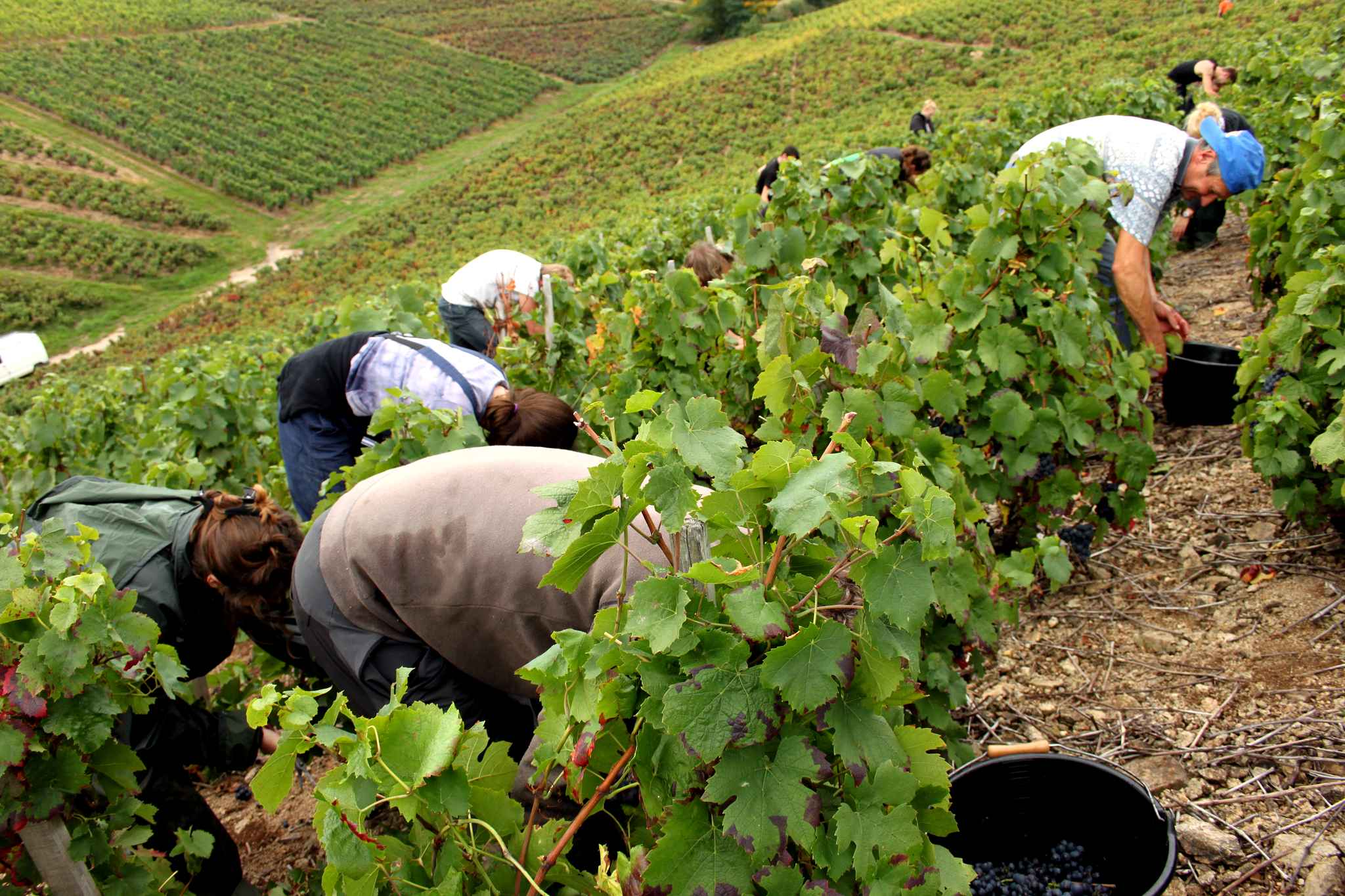 Hommage aux vendangeurs 2017