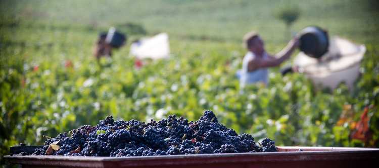 [COMPLET] 20180507_EDITO_AG_Vendanges2018_1.mp4.smil