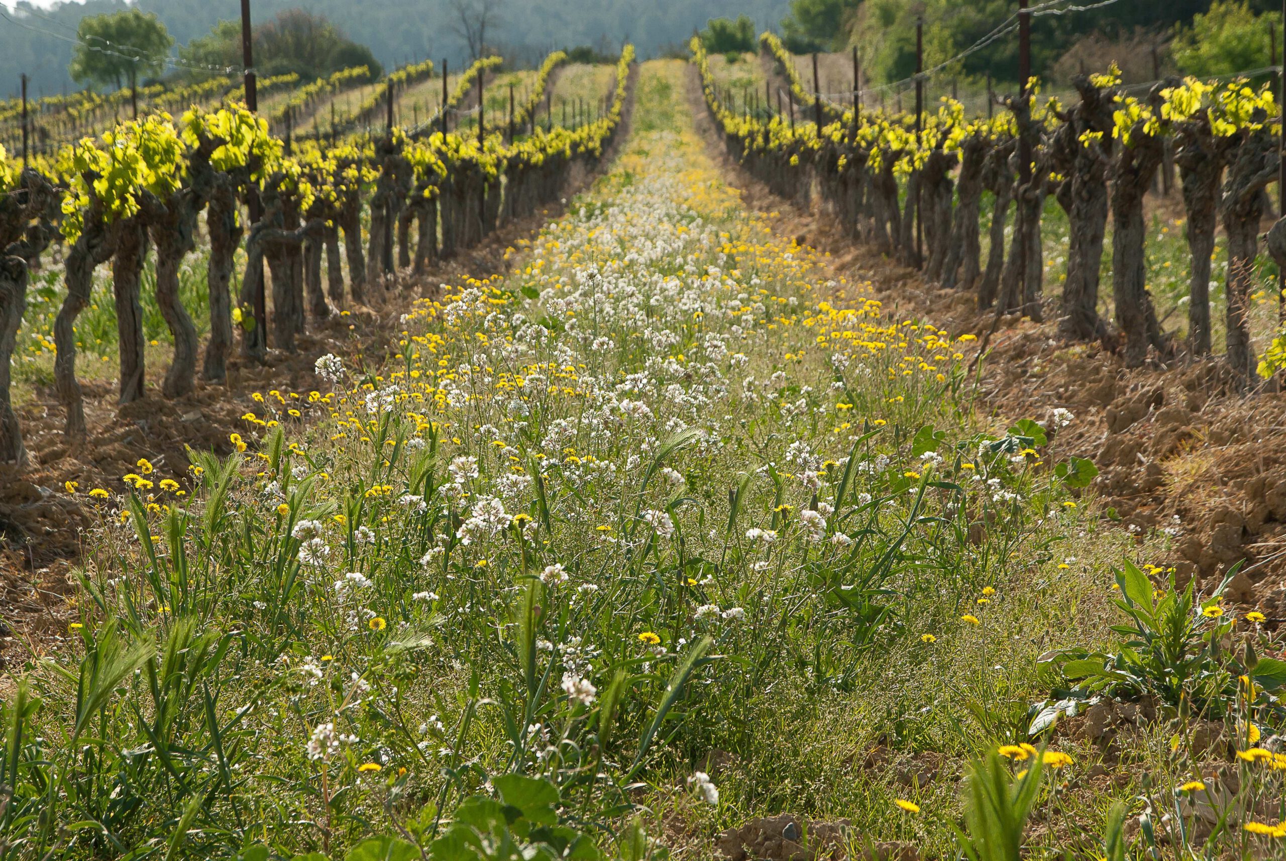 Pourquoi le vin naturel est-il autant à la mode ?
